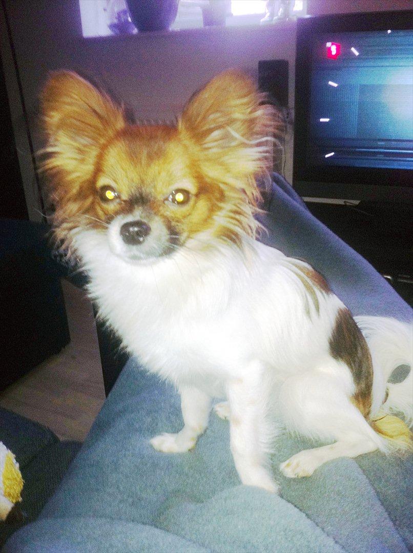 Blanding af racer Cookie billede 16