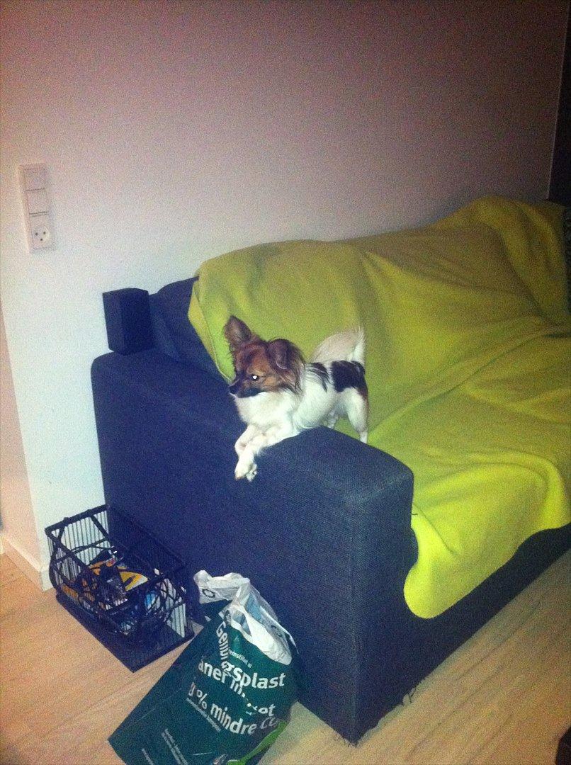 Blanding af racer Cookie billede 17