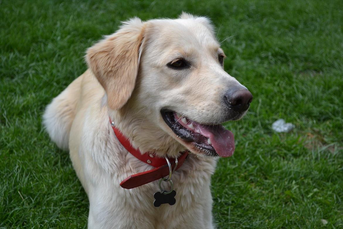 Golden retriever Molly billede 8