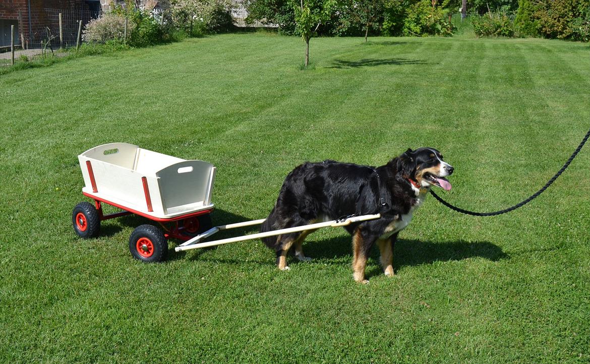 Berner sennenhund Bella - Bella er ved at lære at gå med vogn, og hun klarer det bare så fint. :), juli 2011 billede 17