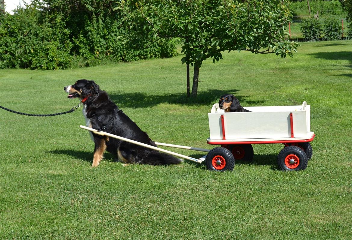 Berner sennenhund Bella - Mine forældres gravhund får lige en køretur. :) billede 18