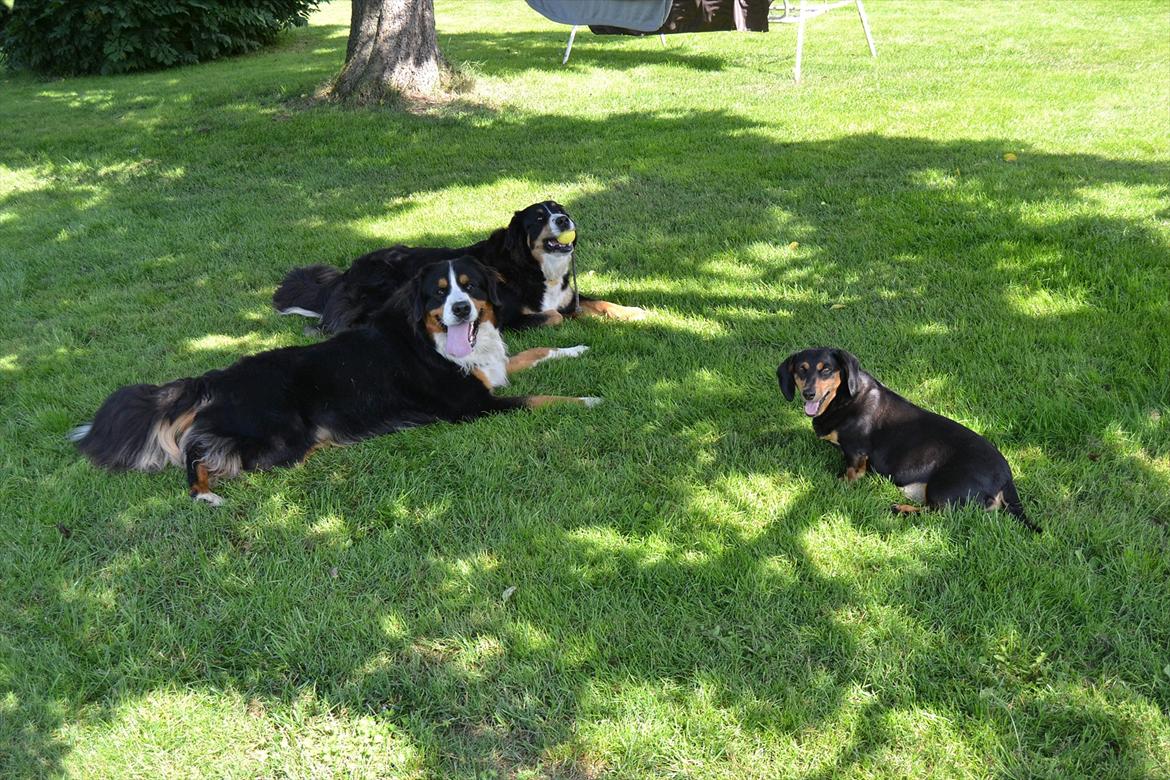 Berner sennenhund Bella - Bella, Edward og gravhunden Puk tager lige en slapper. :) billede 19