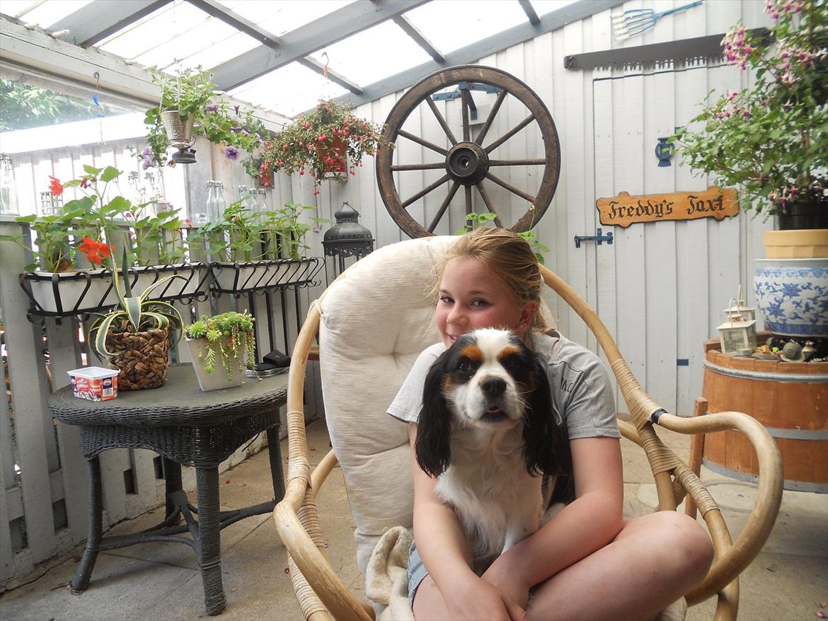 Cavalier king charles spaniel Argo billede 2