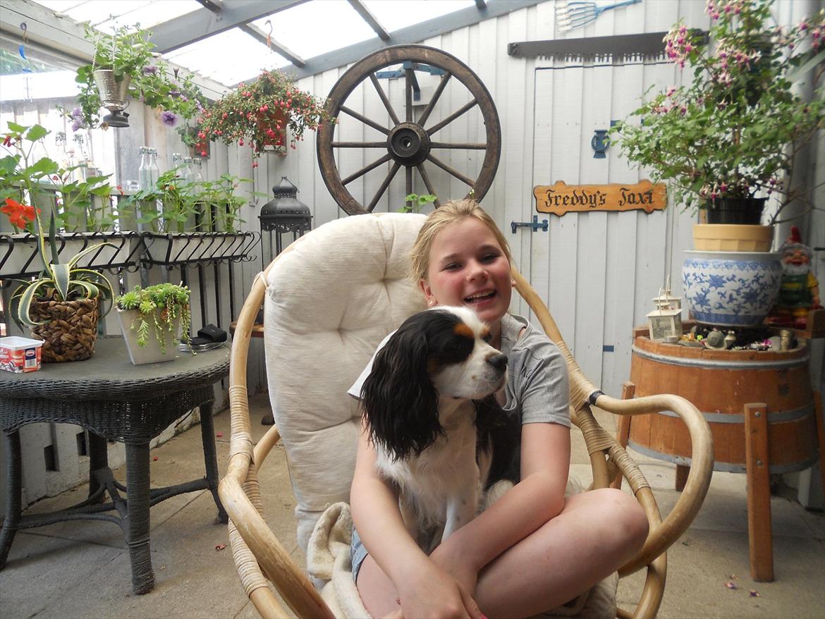 Cavalier king charles spaniel Argo billede 3