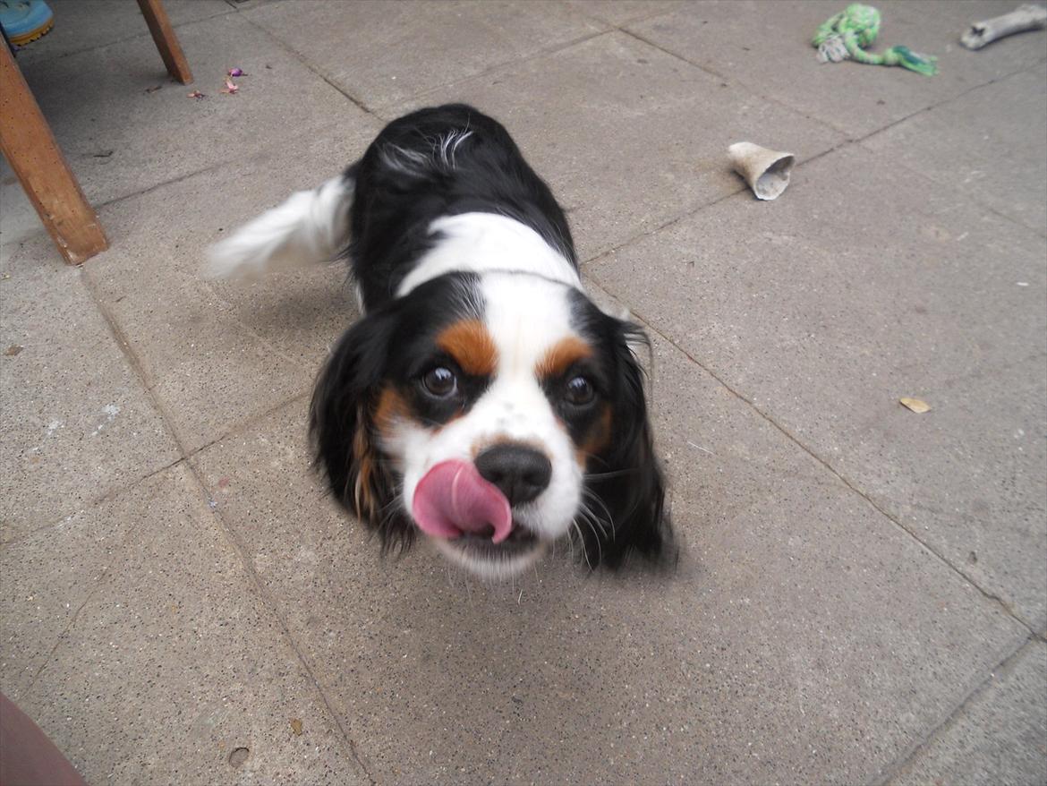 Cavalier king charles spaniel Argo billede 4