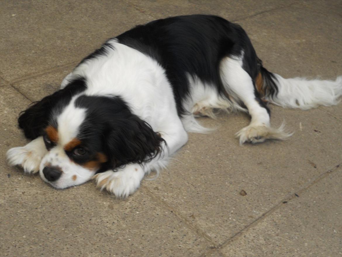 Cavalier king charles spaniel Argo billede 5