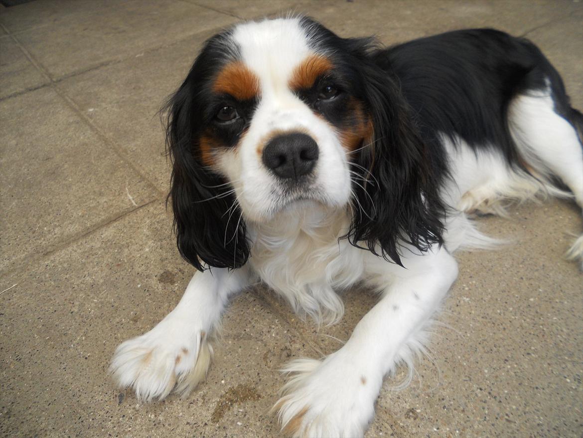 Cavalier king charles spaniel Argo billede 6