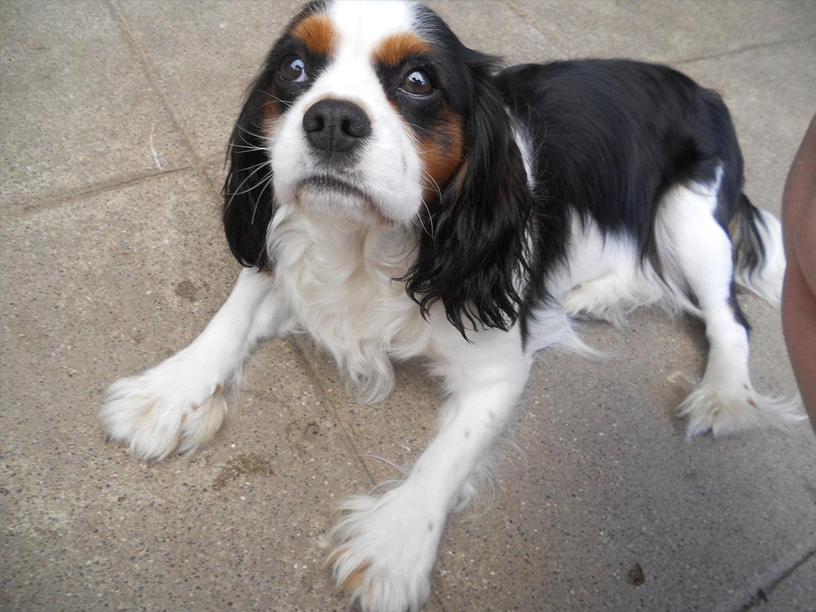 Cavalier king charles spaniel Argo billede 7