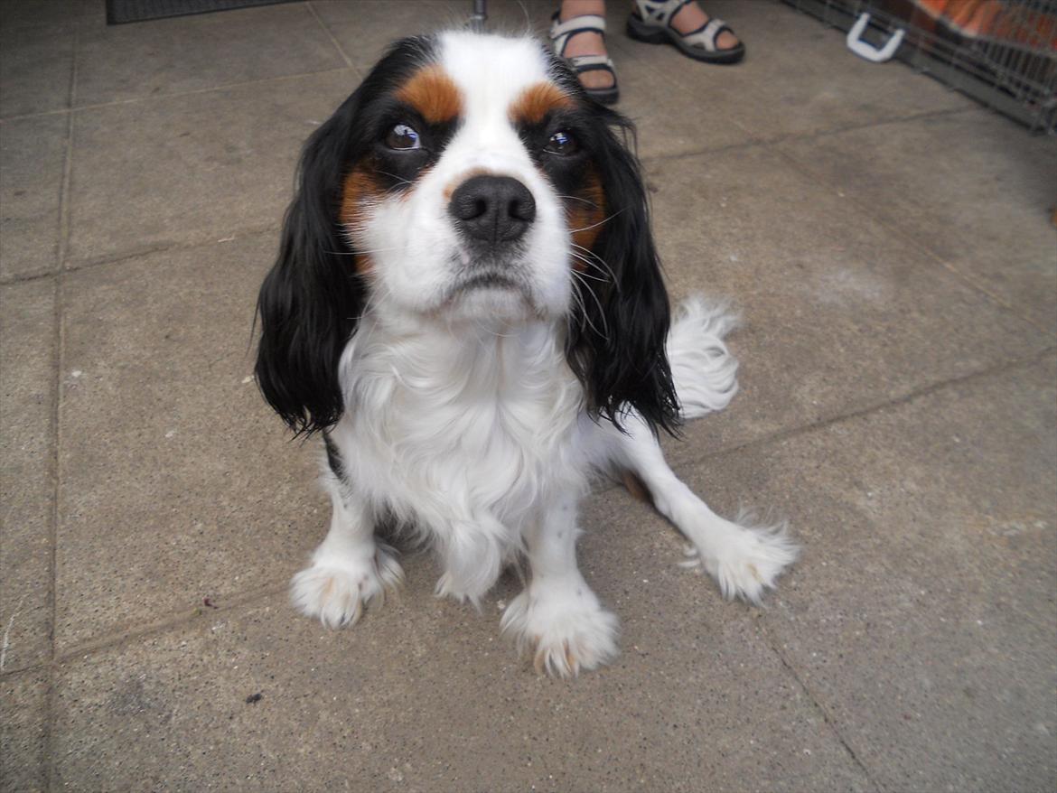 Cavalier king charles spaniel Argo billede 8