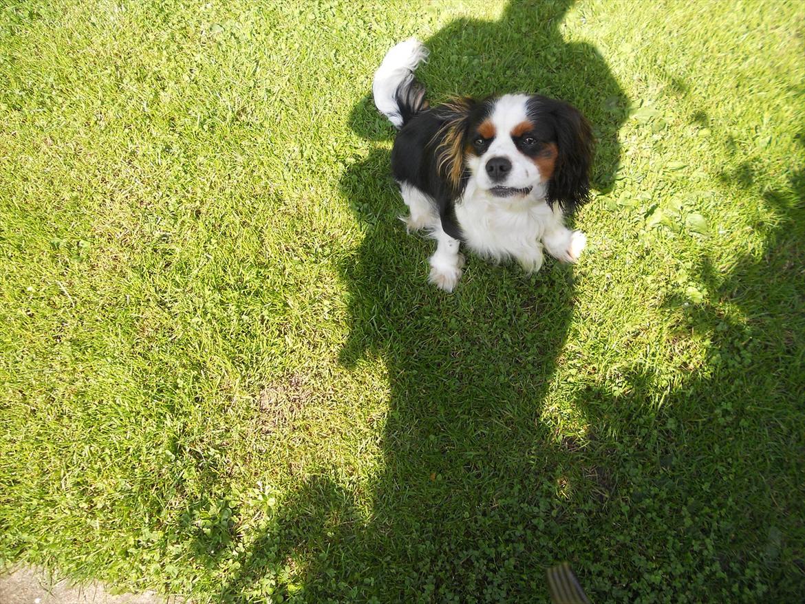 Cavalier king charles spaniel Argo billede 9