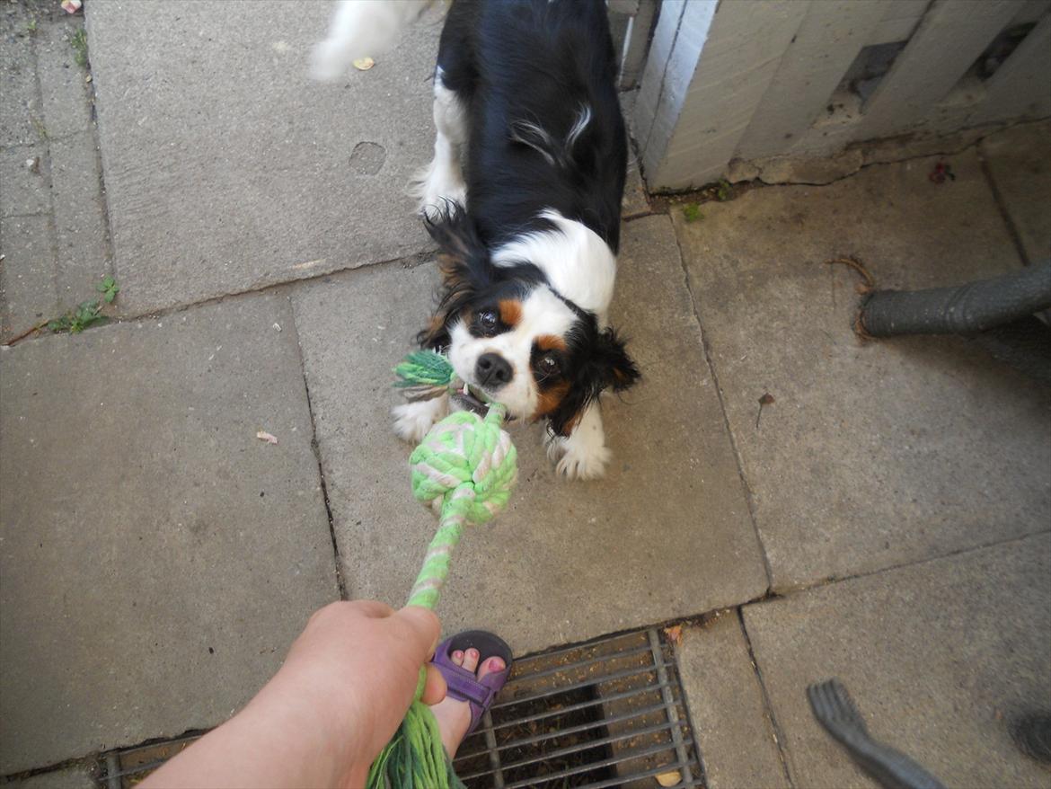 Cavalier king charles spaniel Argo billede 10