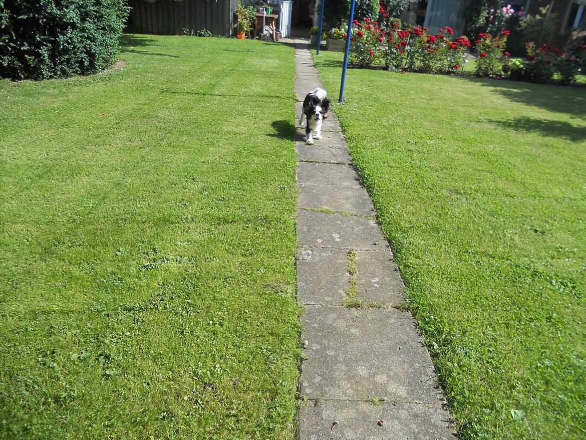 Cavalier king charles spaniel Argo billede 11