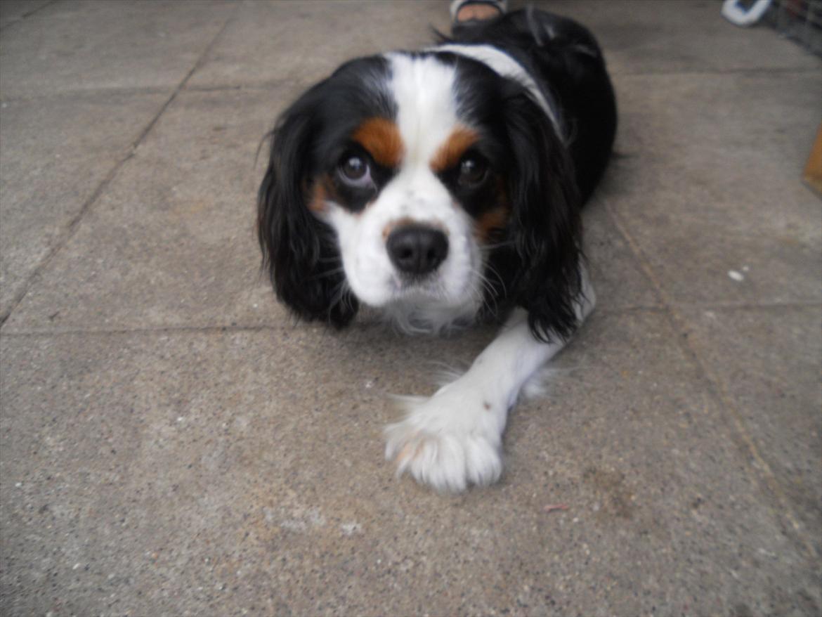 Cavalier king charles spaniel Argo billede 12