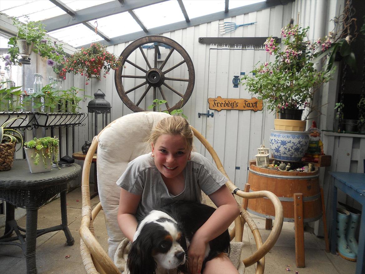 Cavalier king charles spaniel Argo - jeg elsker dig signe billede 13