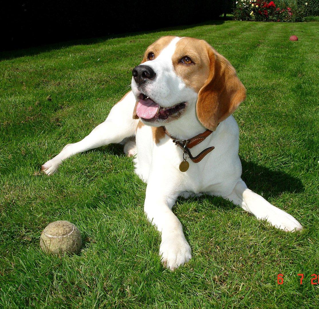 Beagle Mads / Fairytosh Mc. Cafferty - Velkommen til Mads' Profil =)
(Fotograf: Mig. 06.07.11) billede 1