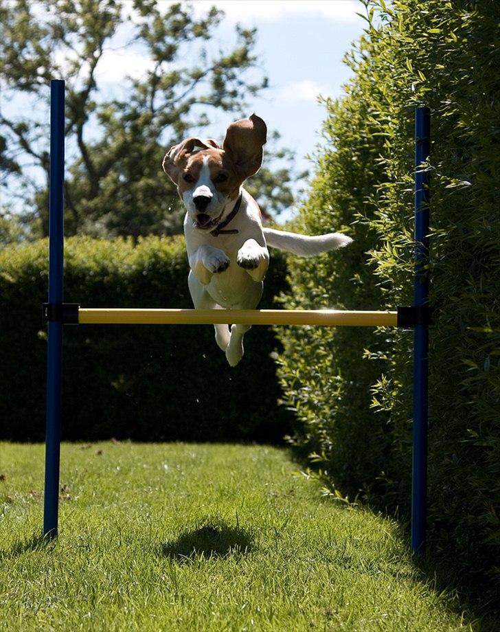 Beagle Mads / Fairytosh Mc. Cafferty - Mads i fuld firspring! Fotograf: Jens Hald billede 17