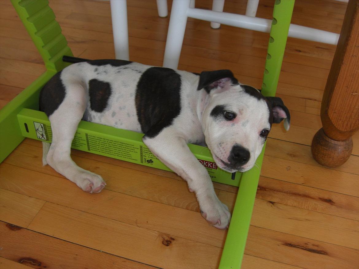 Staffordshire bull terrier Buster billede 12