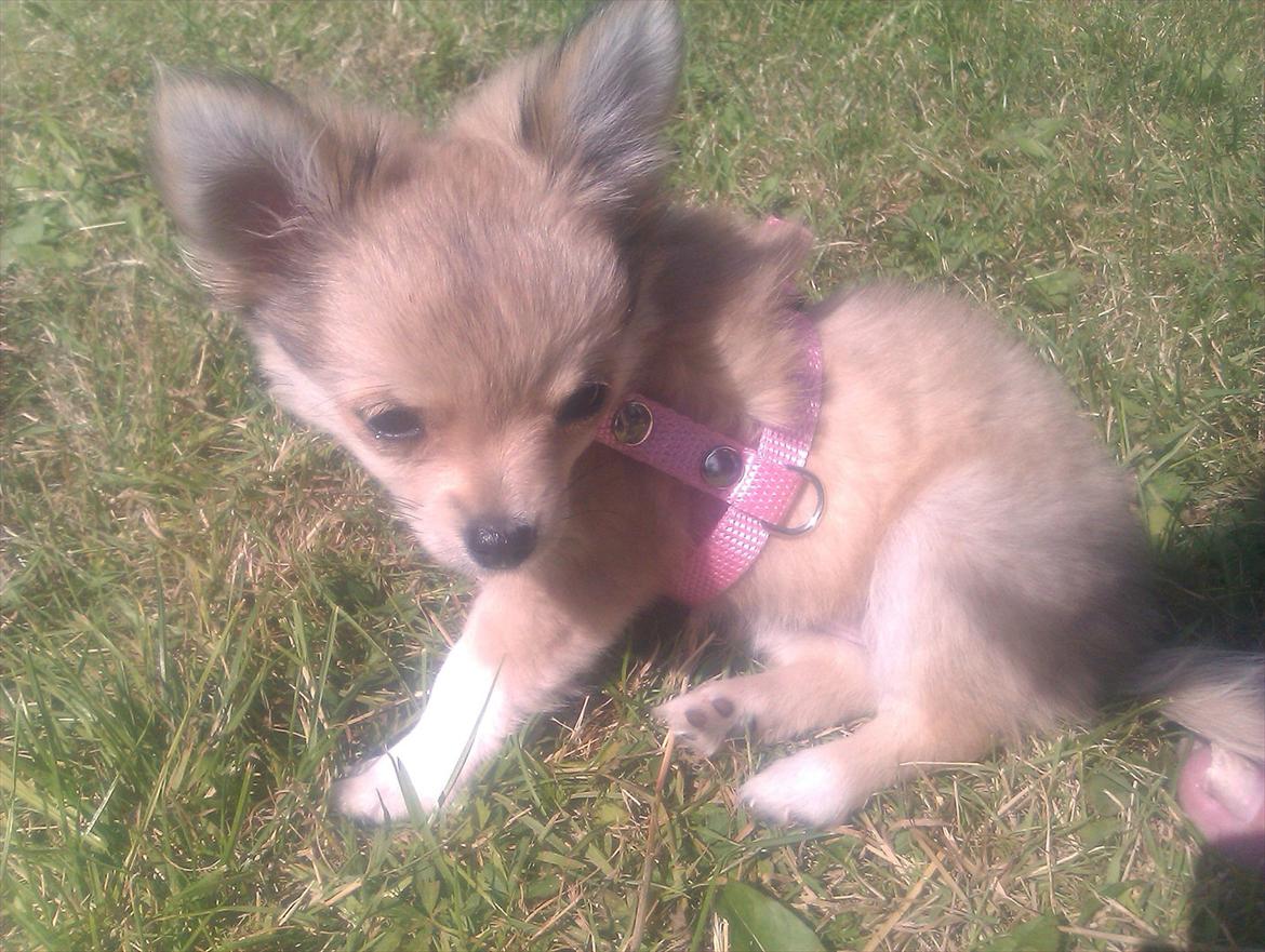 Chihuahua Chi Chi - Ude i haven en af de første gange  billede 14