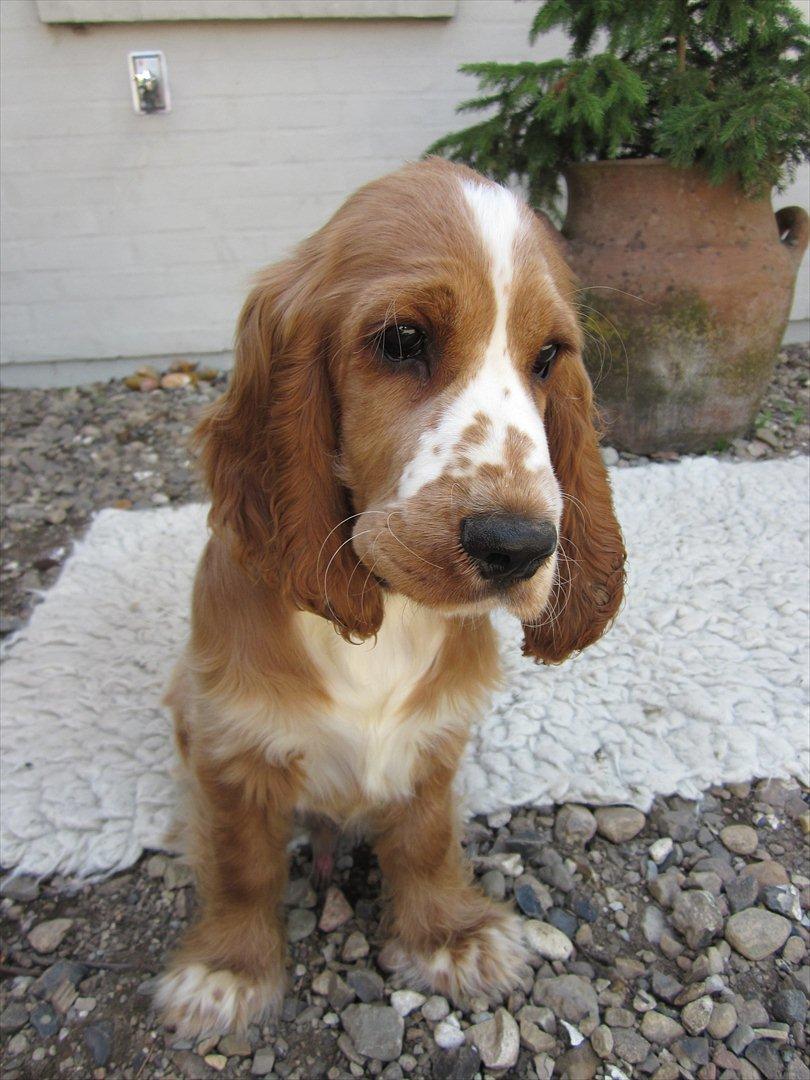 Cocker spaniel Bacio billede 11