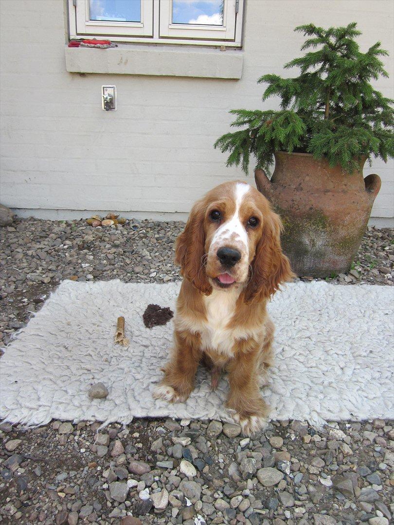 Cocker spaniel Bacio billede 12