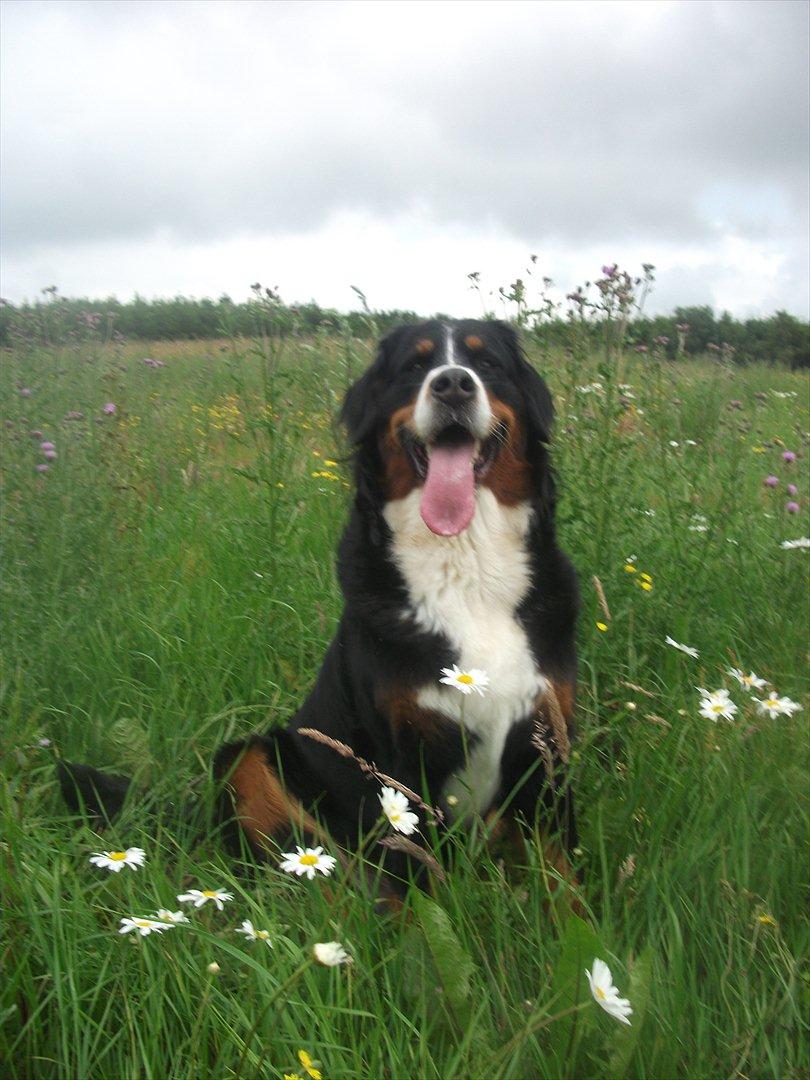 Berner sennenhund Nala *min eneste  ene* billede 12