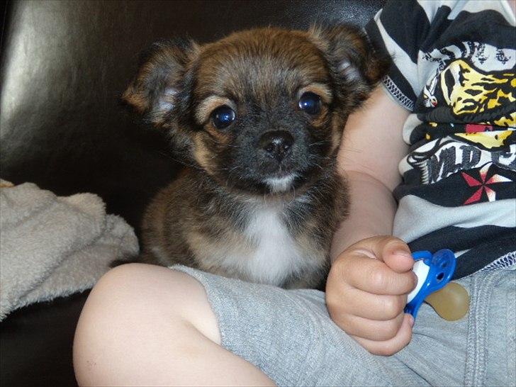 Chihuahua  Frida billede 7