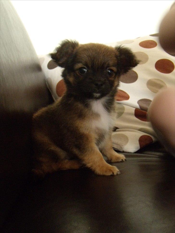 Chihuahua  Frida billede 2