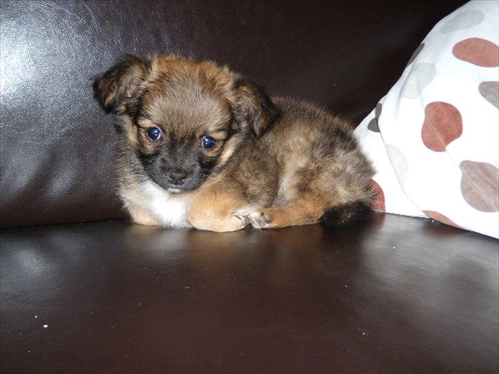 Chihuahua  Frida billede 3