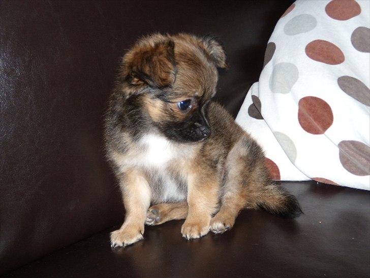 Chihuahua  Frida billede 4