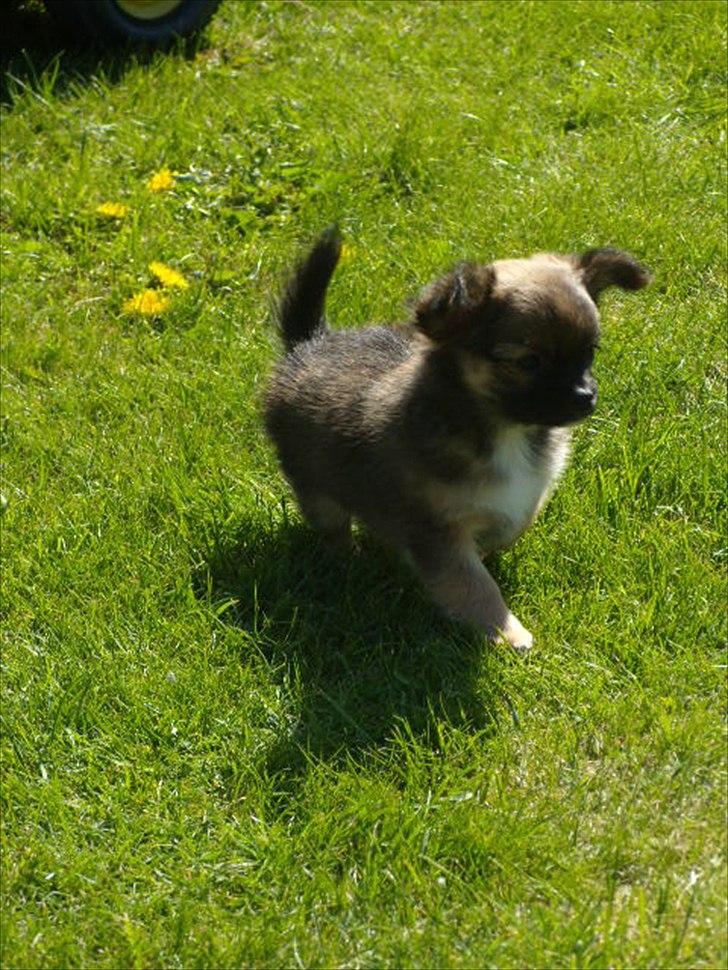 Chihuahua  Frida billede 5