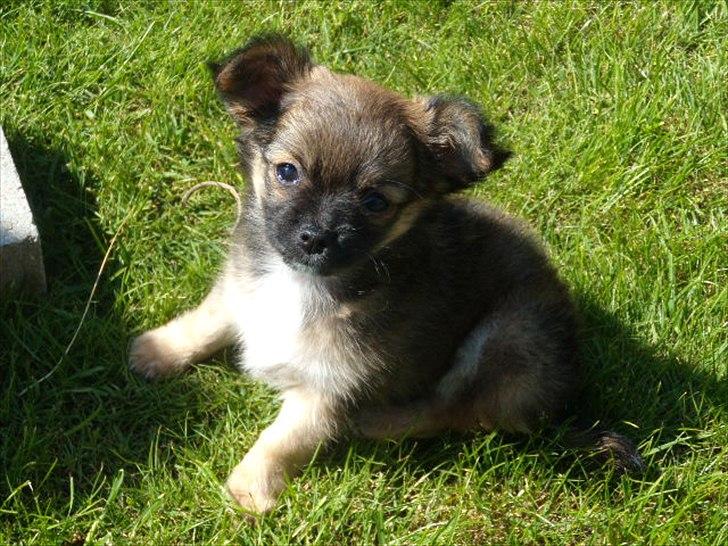 Chihuahua  Frida billede 6