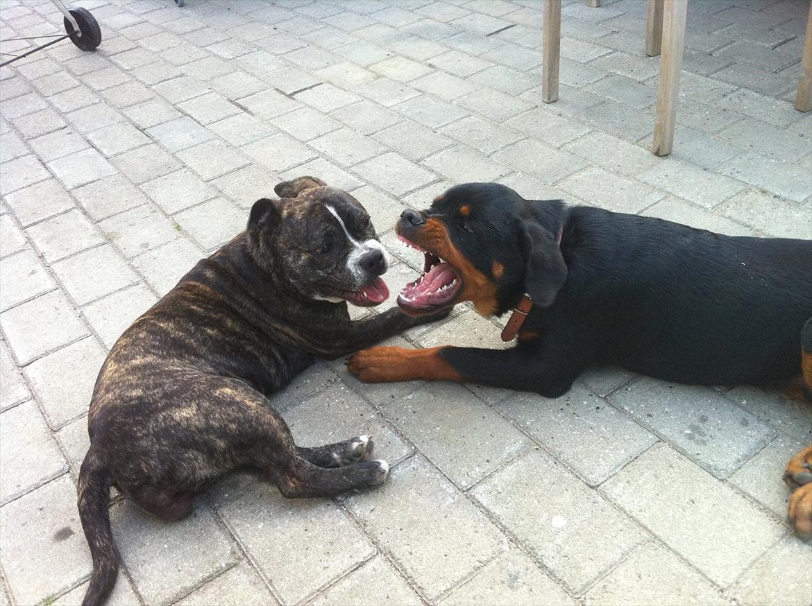 Blanding af racer Karen Malaika - - Juli 2011 .. Karen og Hector <3 billede 2