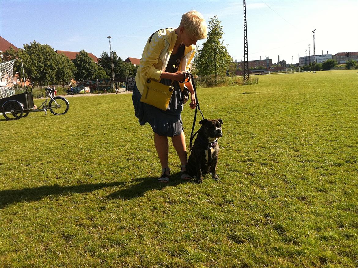 Blanding af racer Karen Malaika - - Juli 2011 .. Til hundetræning ved Mjølnerparken. billede 3