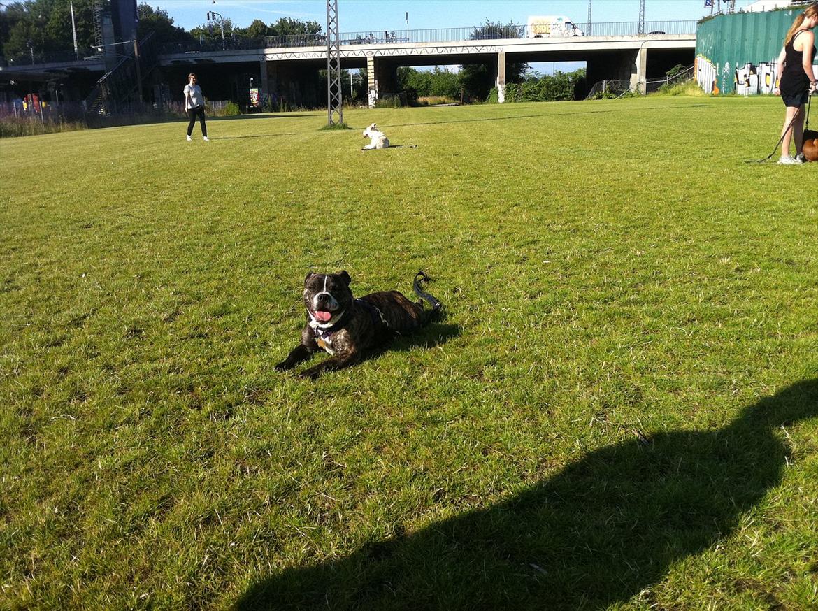 Blanding af racer Karen Malaika - - Juli 2011 .. Til hundetræning ved Mjølnerparken. billede 4