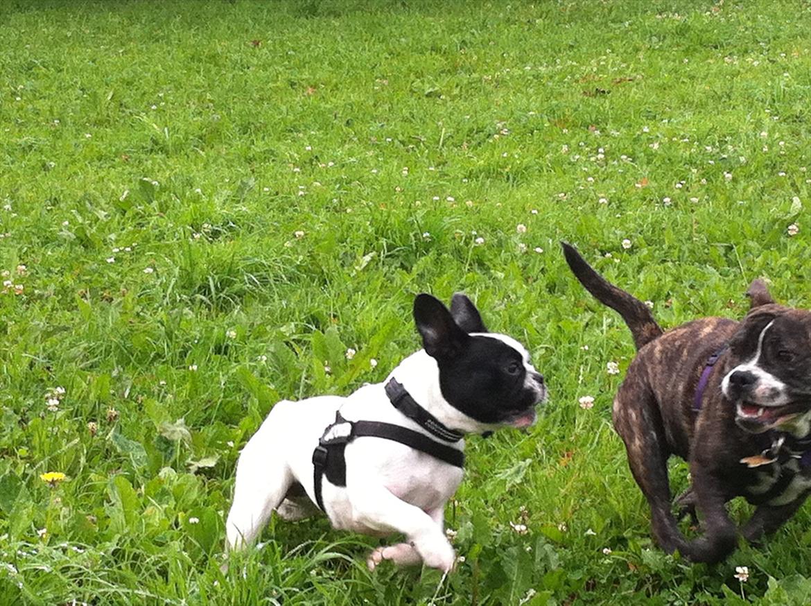 Blanding af racer Karen Malaika - - Juli 2011 .. Asja og Karen <3 billede 5