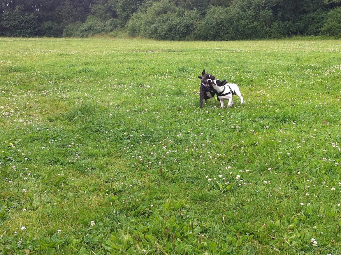 Blanding af racer Karen Malaika - - Juli 2011 .. Karen og Asja <3 billede 6