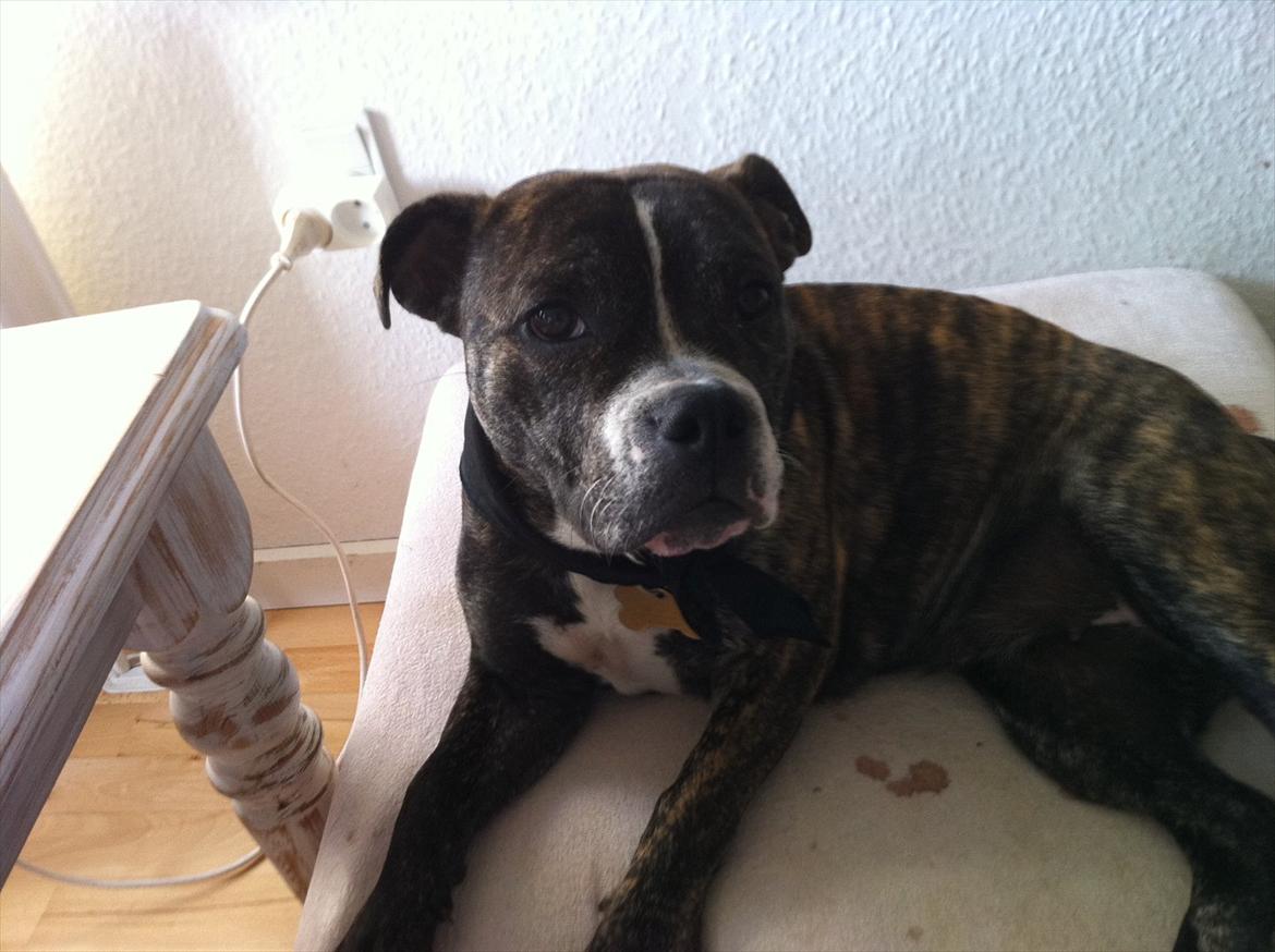 Blanding af racer Karen Malaika - - Juni 2011 billede 8