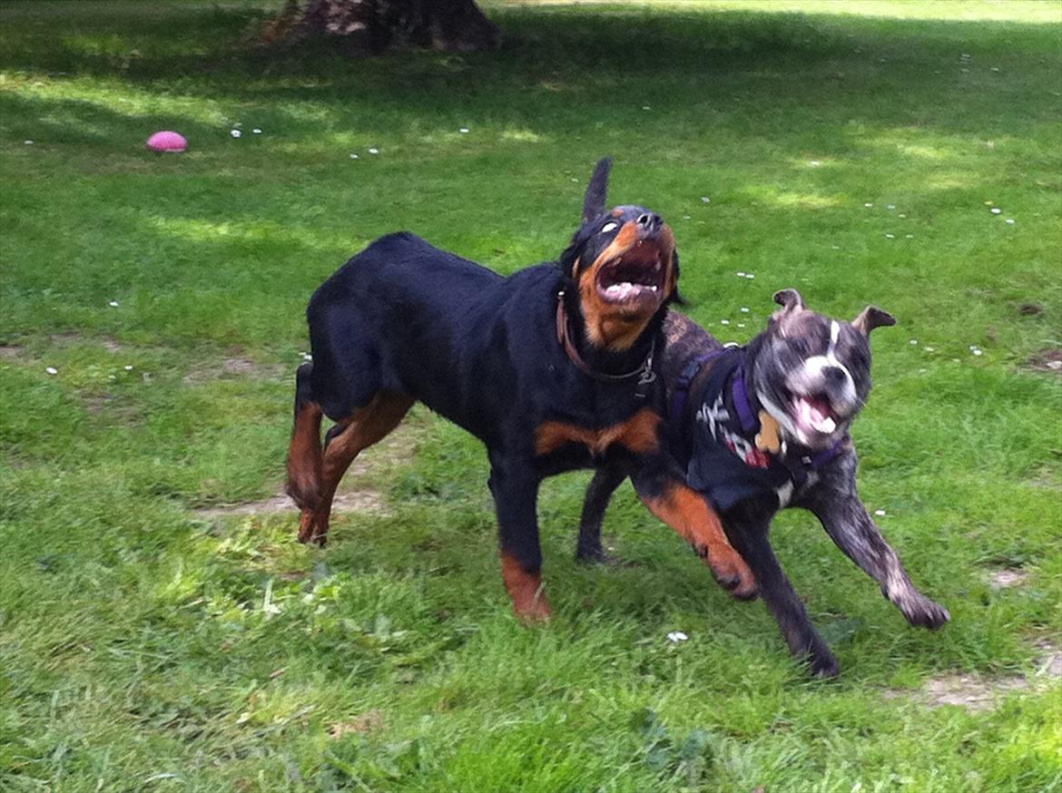 Blanding af racer Karen Malaika - - Juni 2011 .. Hector og Karen <3 billede 9