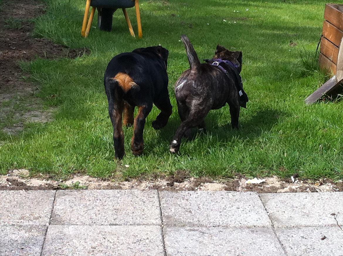 Blanding af racer Karen Malaika - - Juni 2011 .. Hector og Karen <3 billede 10