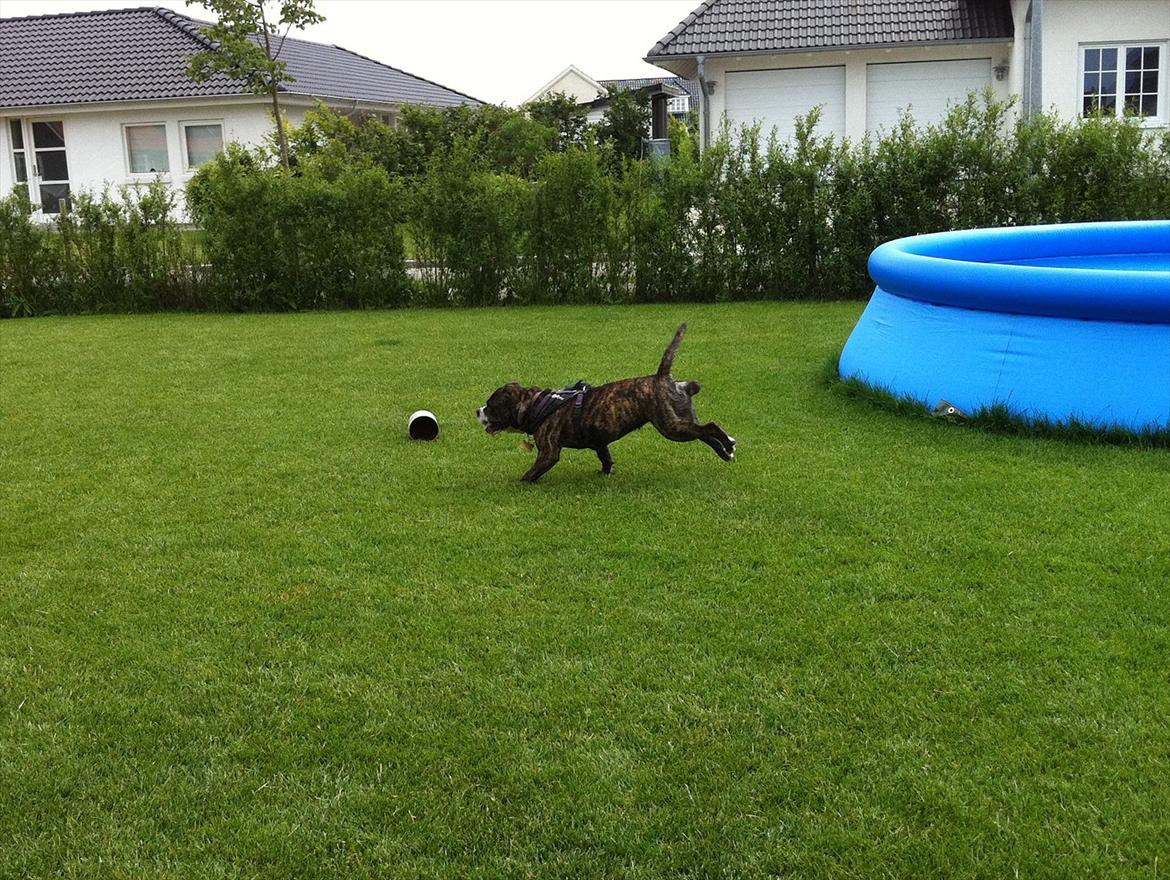 Blanding af racer Karen Malaika - - Juni 2011 billede 11