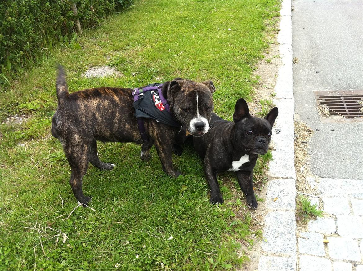 Blanding af racer Karen Malaika - - Juni 2011 .. Karen og Cassie <3 billede 12