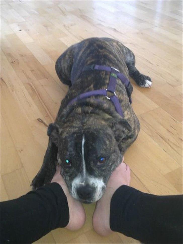 Blanding af racer Karen Malaika - - Juni 2011 billede 13