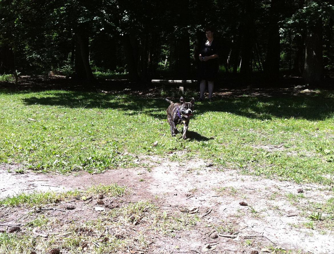 Blanding af racer Karen Malaika - - Juni 2011 billede 14