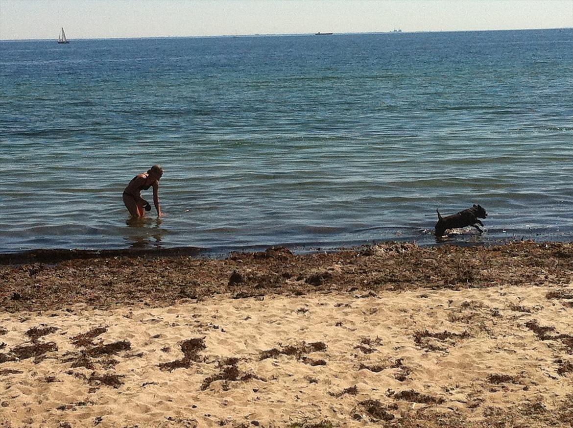 Blanding af racer Karen Malaika - - Juni 2011 .. På Skodsborg strand :) billede 15