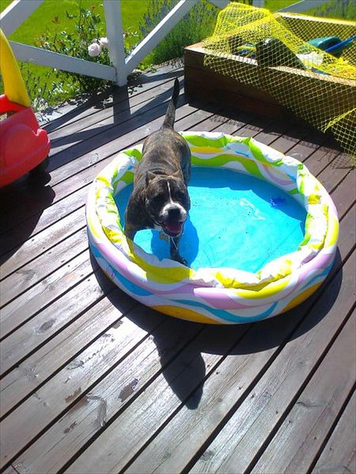 Blanding af racer Karen Malaika - - Juni 2011 billede 16