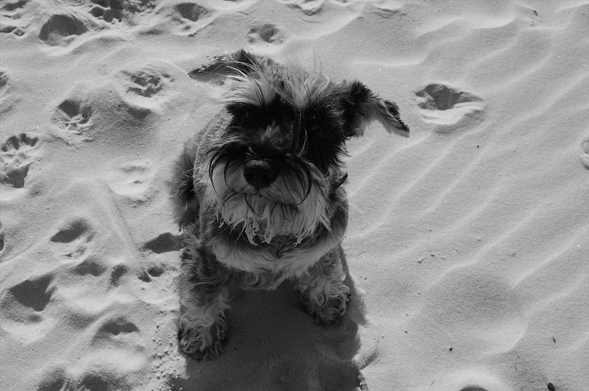 Dvaergschnauzer Queen of Hearts billede 14