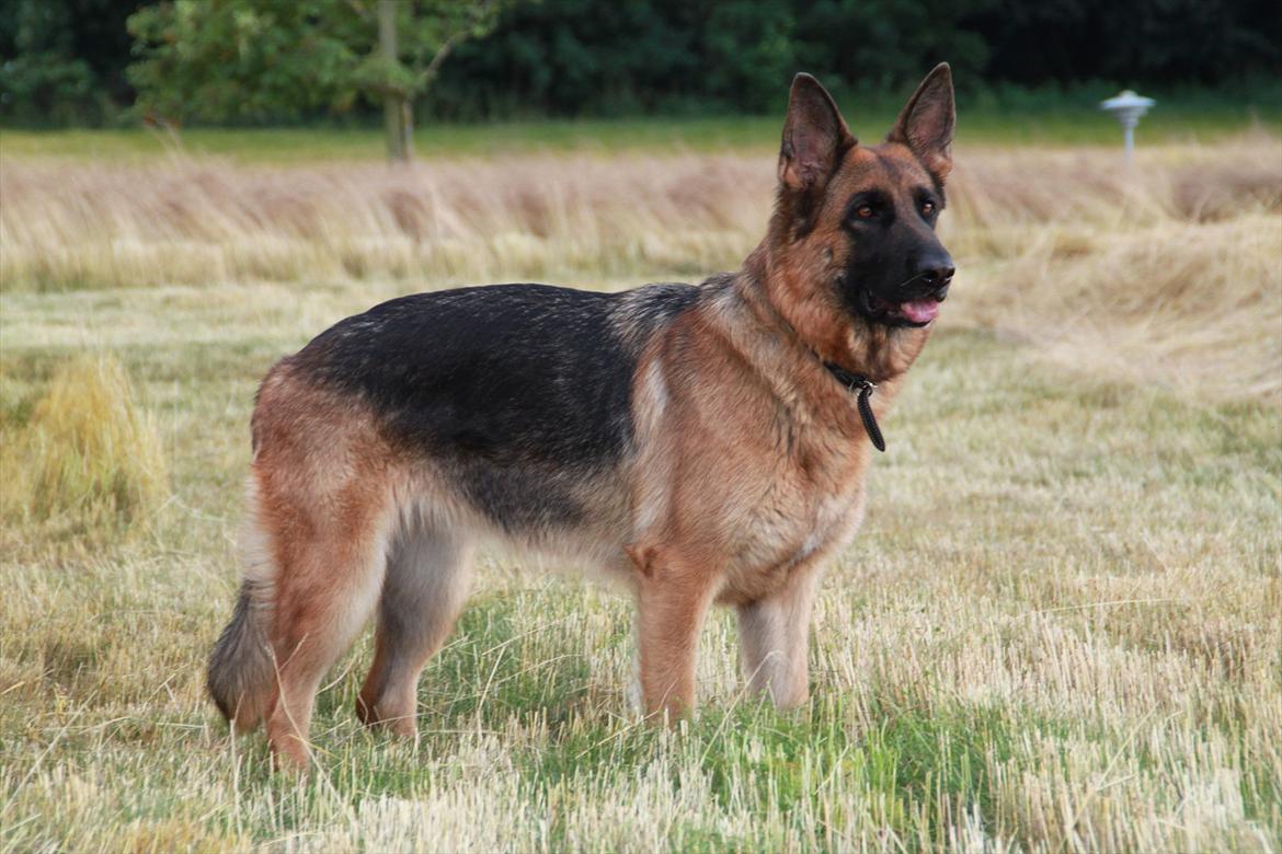 Schæferhund Team Sufra Fanti <3 - Welkommen til " Fanti" profil :) billede 1