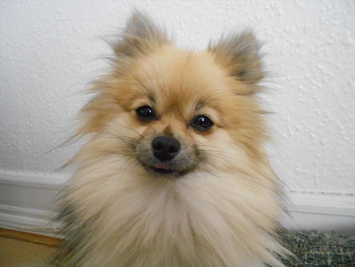 Pomeranian Fennie - Velkommen til Fennies profil :) billede 1