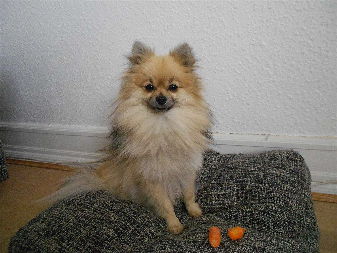 Pomeranian Fennie - Har stjålet en gulerod fra kaninerne og skammer mig ikke spor :p billede 19