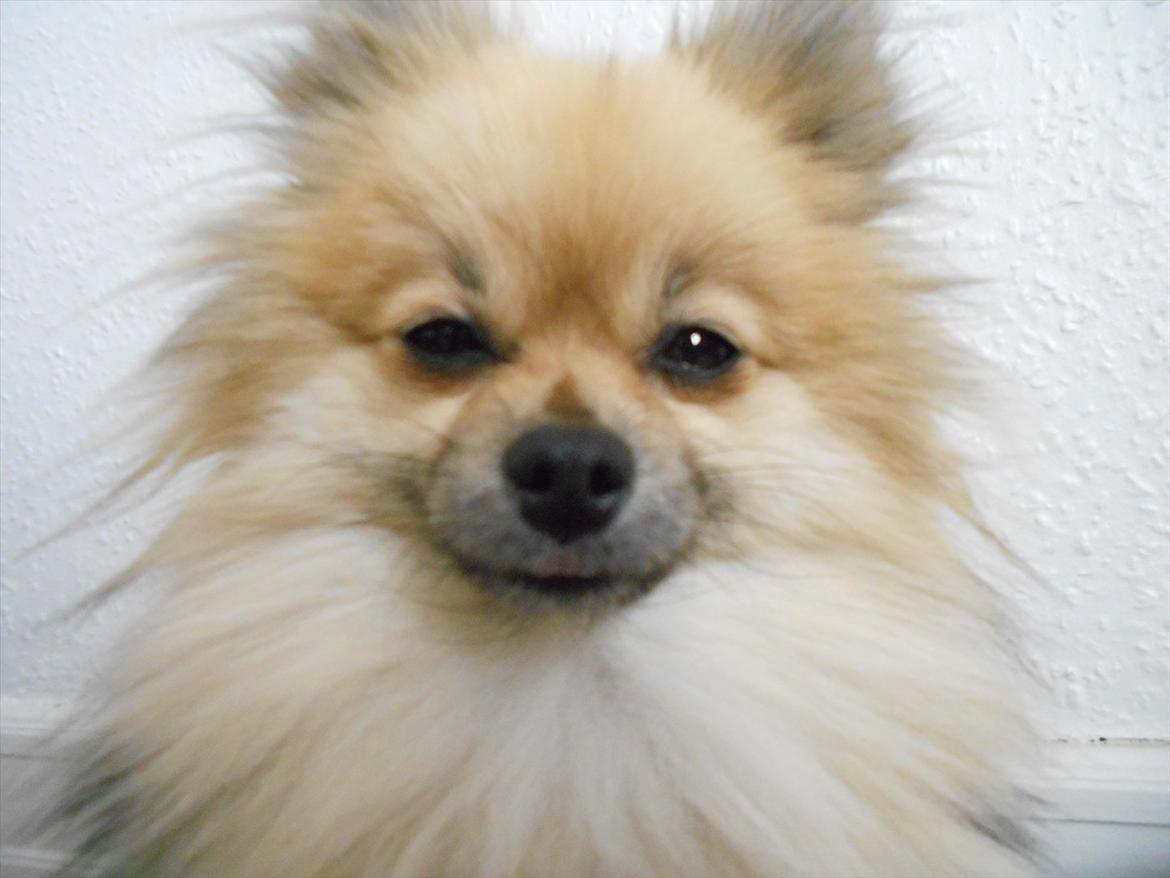 Pomeranian Fennie - Rækker tunge :p billede 20
